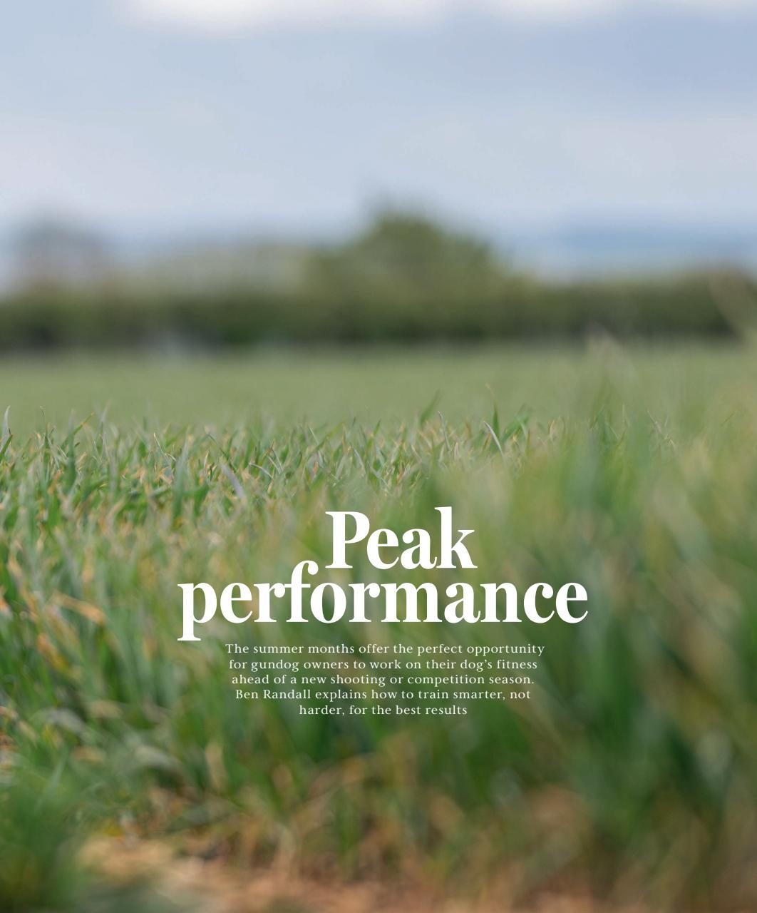 Gundog Journal Preview Pages