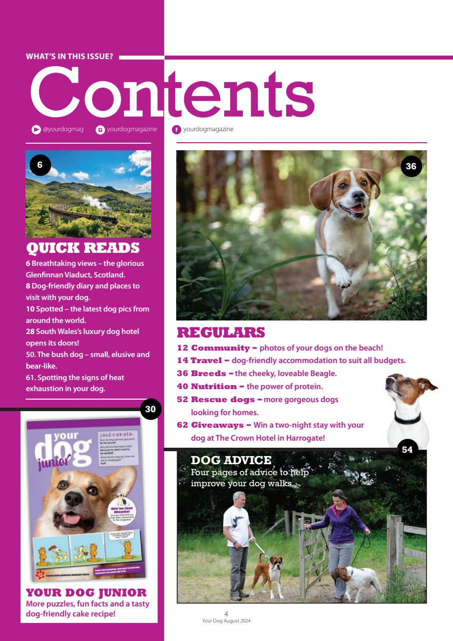Your Dog Preview Pages