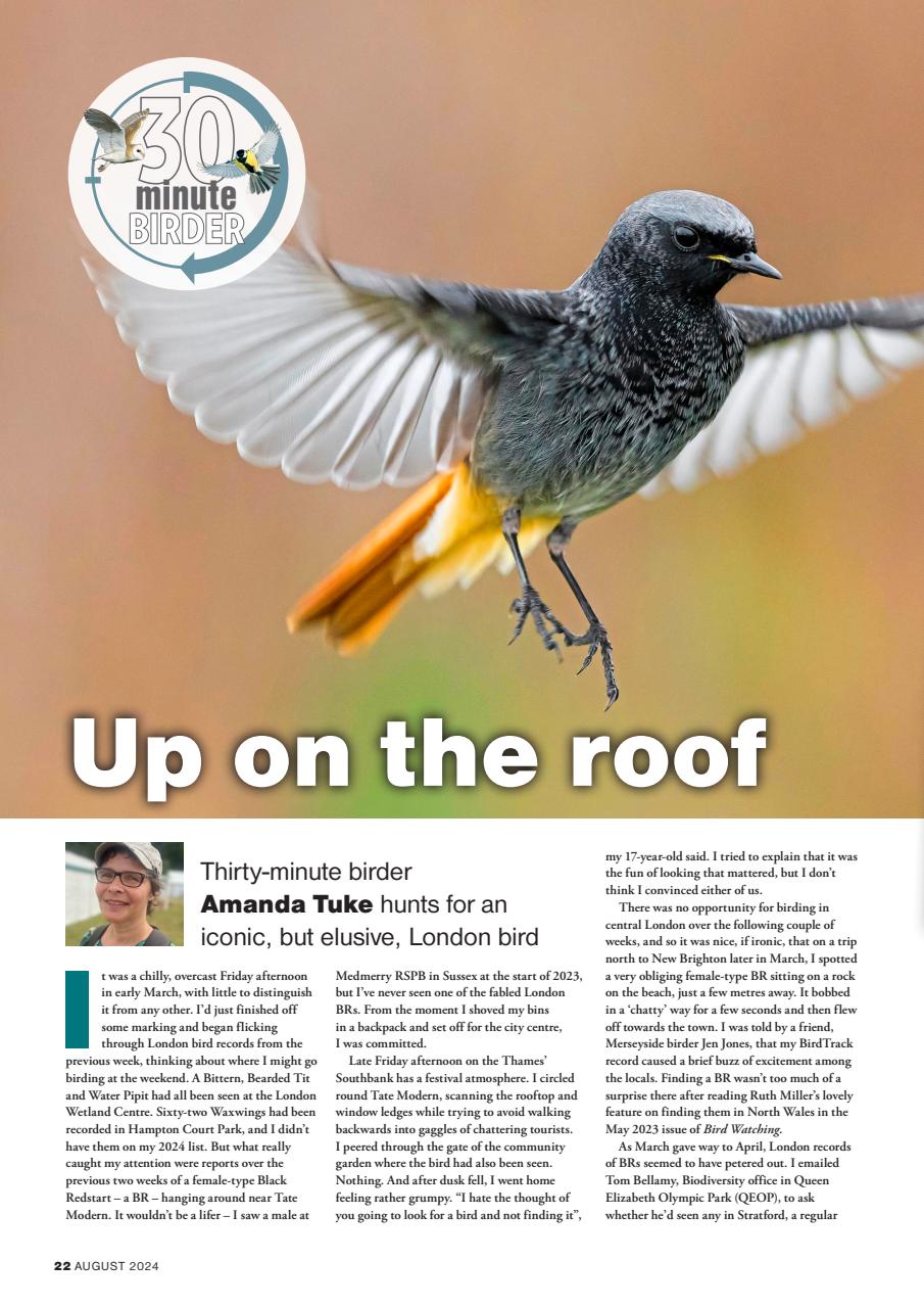 Bird Watching Preview Pages