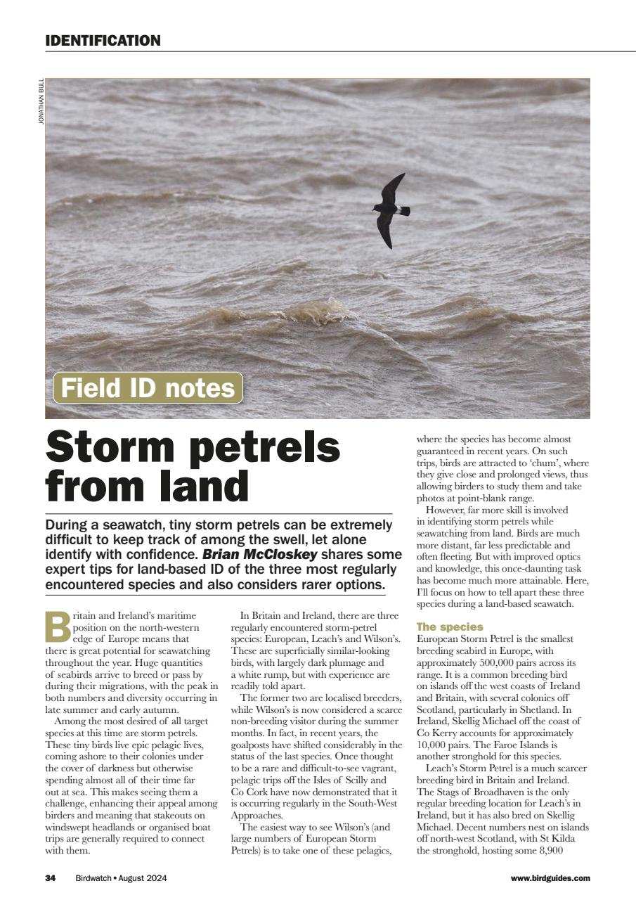 Birdwatch Magazine Preview Pages