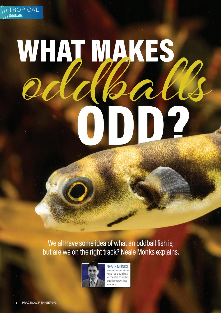 Practical Fishkeeping Preview Pages