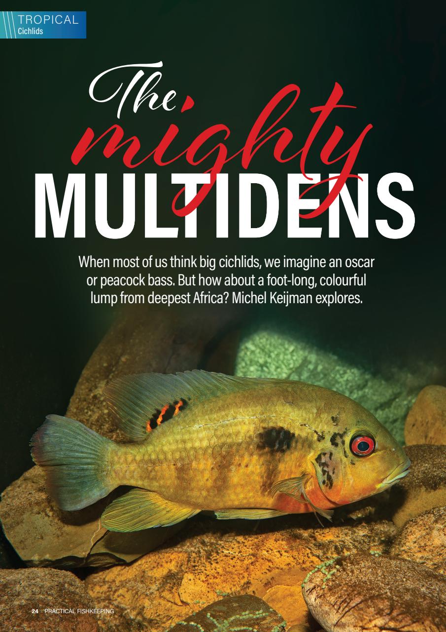 Practical Fishkeeping Preview Pages