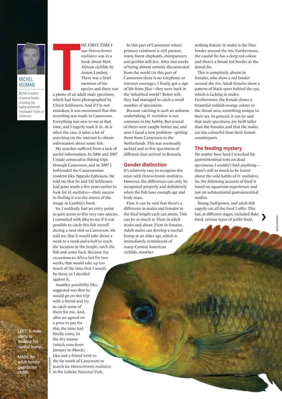 Practical Fishkeeping Preview Pages