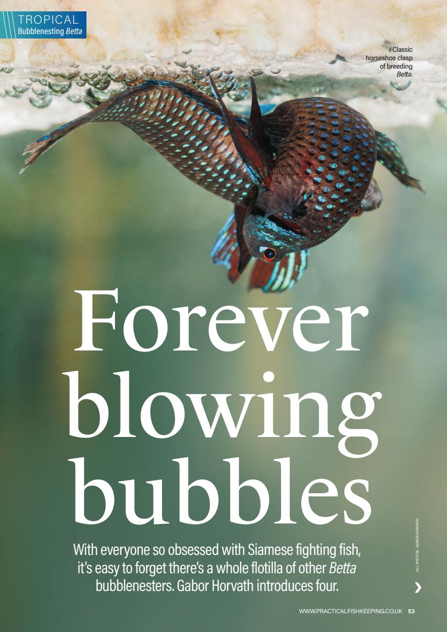 Practical Fishkeeping Preview Pages