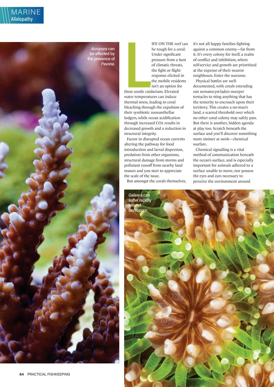 Practical Fishkeeping Preview Pages