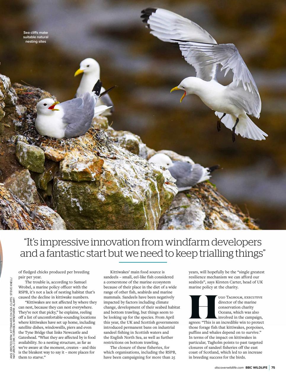 BBC Wildlife Magazine Preview Pages