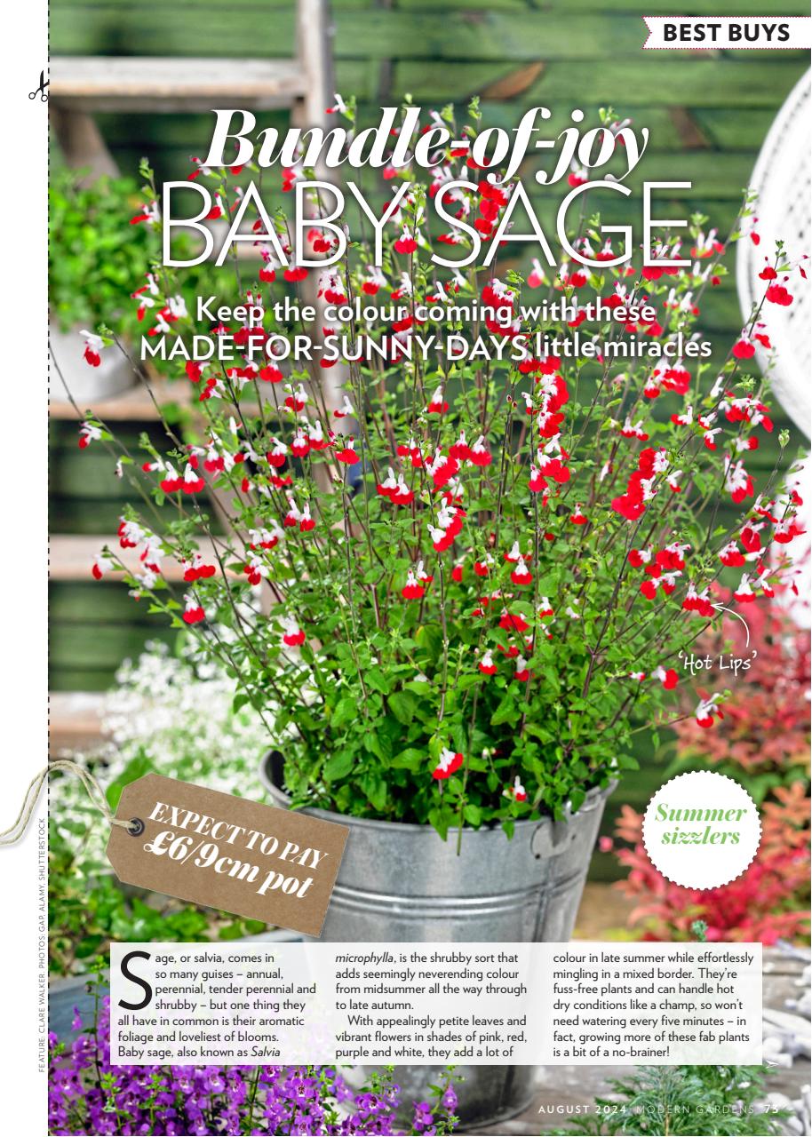 Modern Gardens Preview Pages