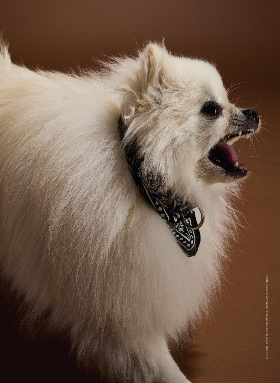 Toronto Life Preview Pages