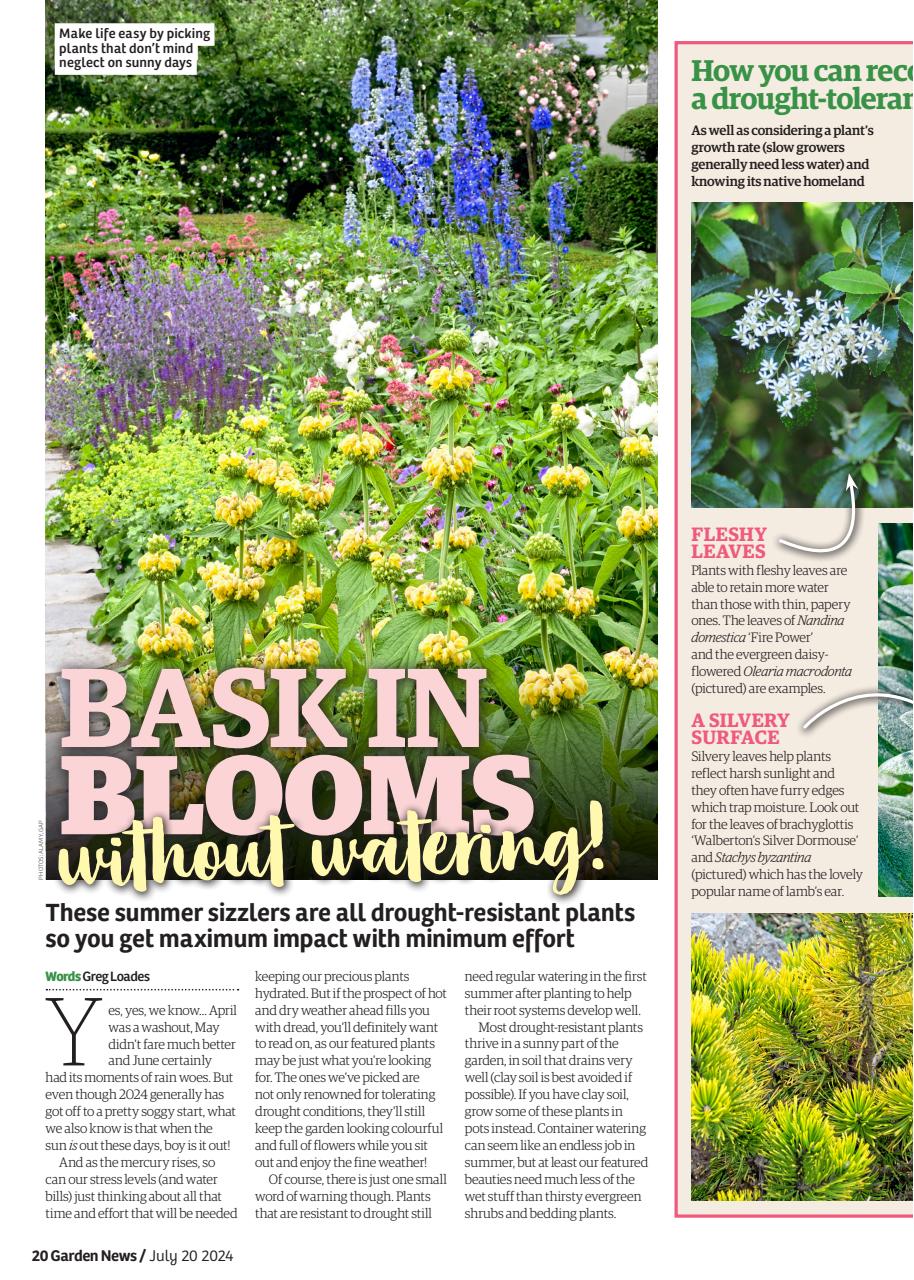 Garden News Preview Pages
