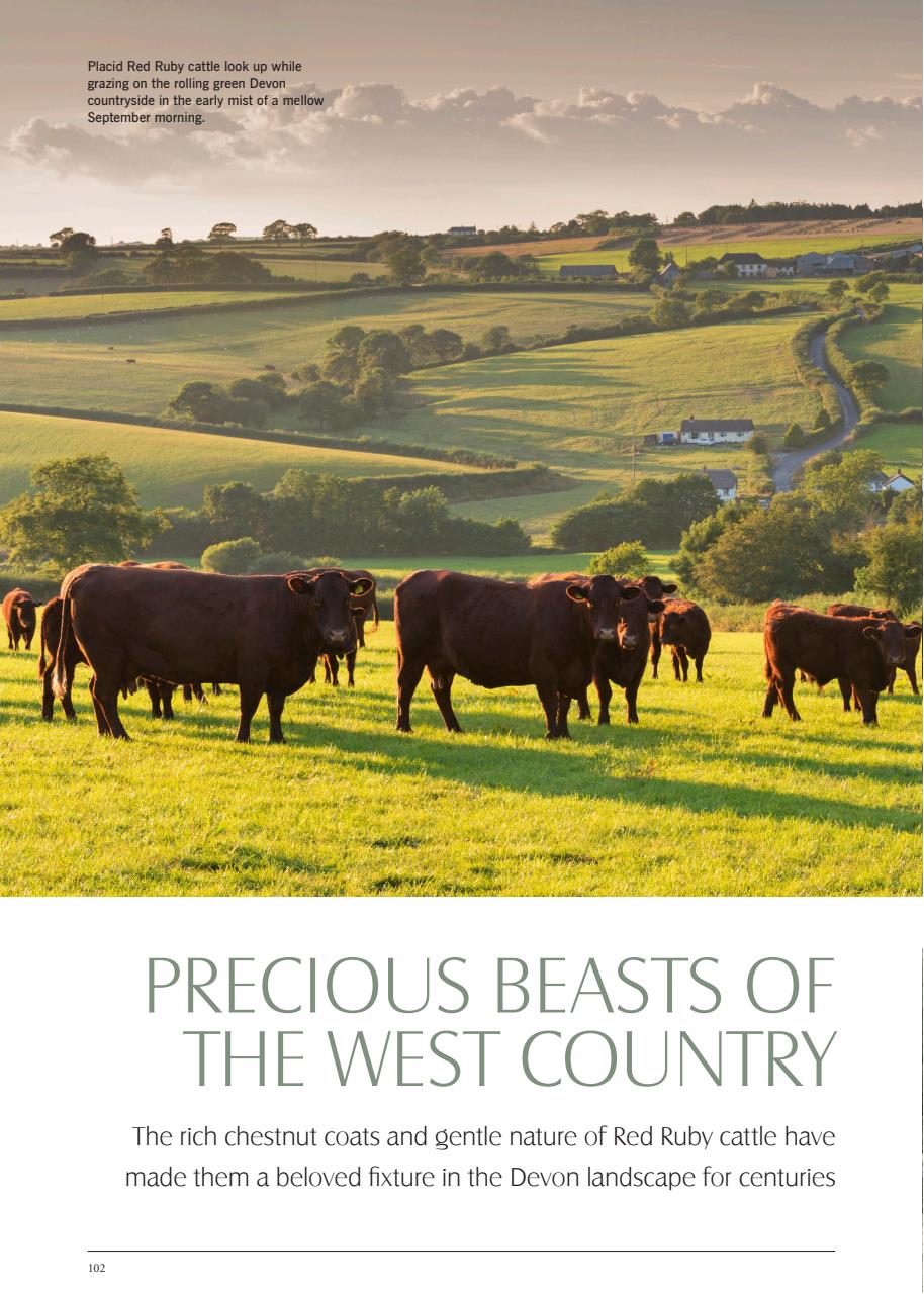 LandScape Preview Pages