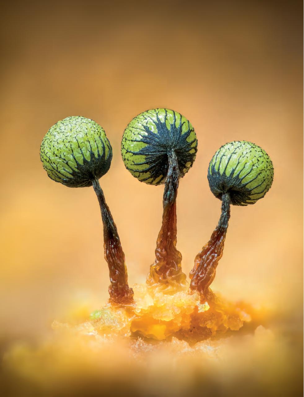 Outdoor Photography Preview Pages