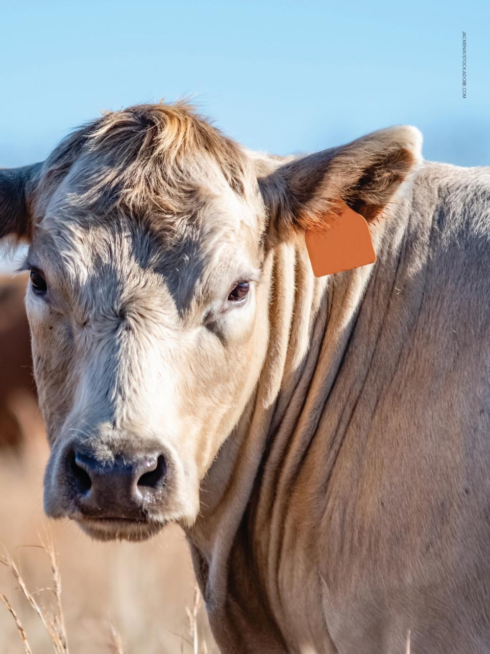 Hobby Farms Magazine Preview Pages