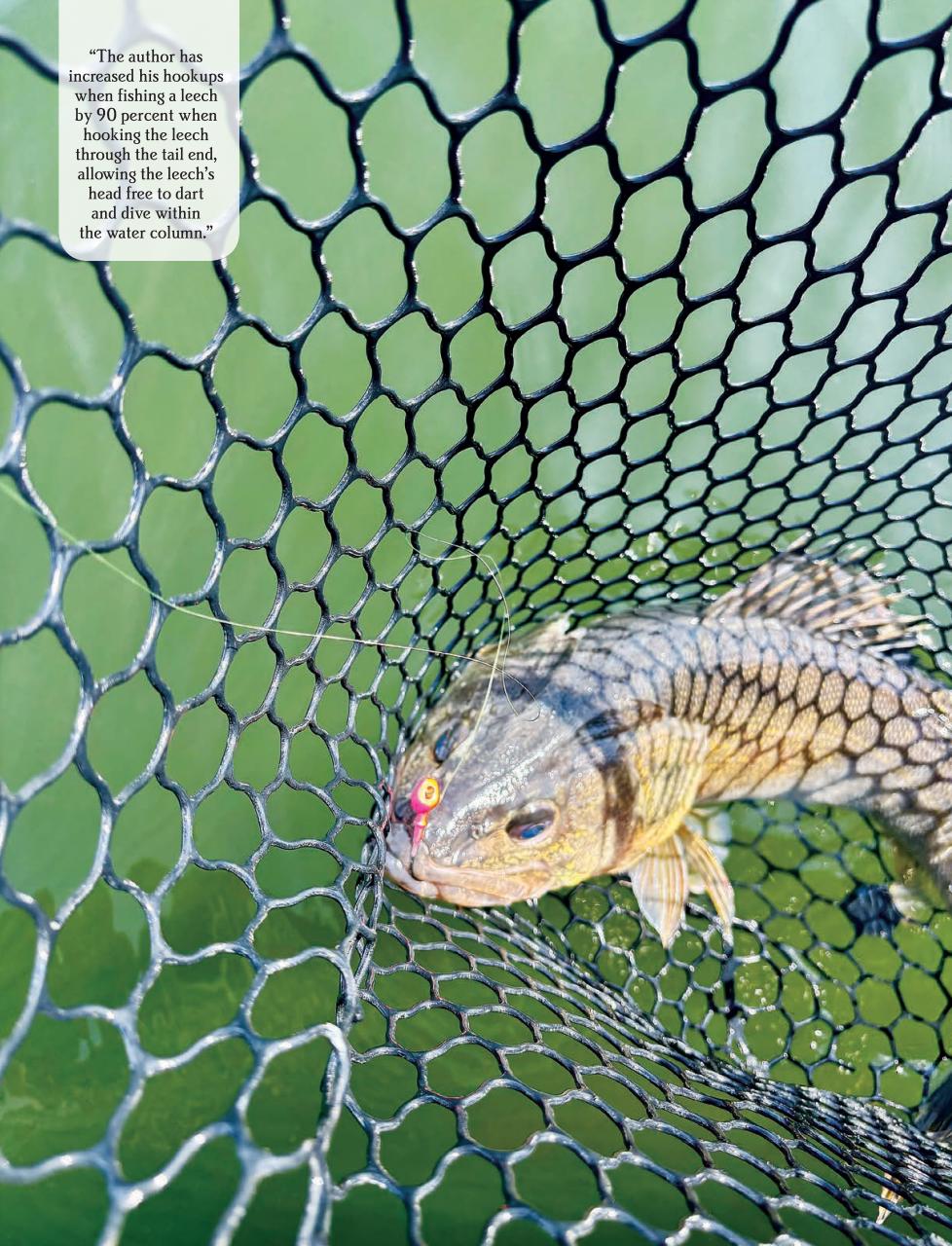 Alberta Outdoors Preview Pages