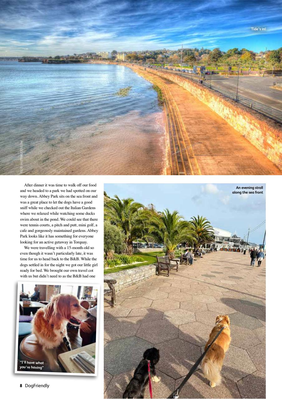 Dog Friendly Preview Pages