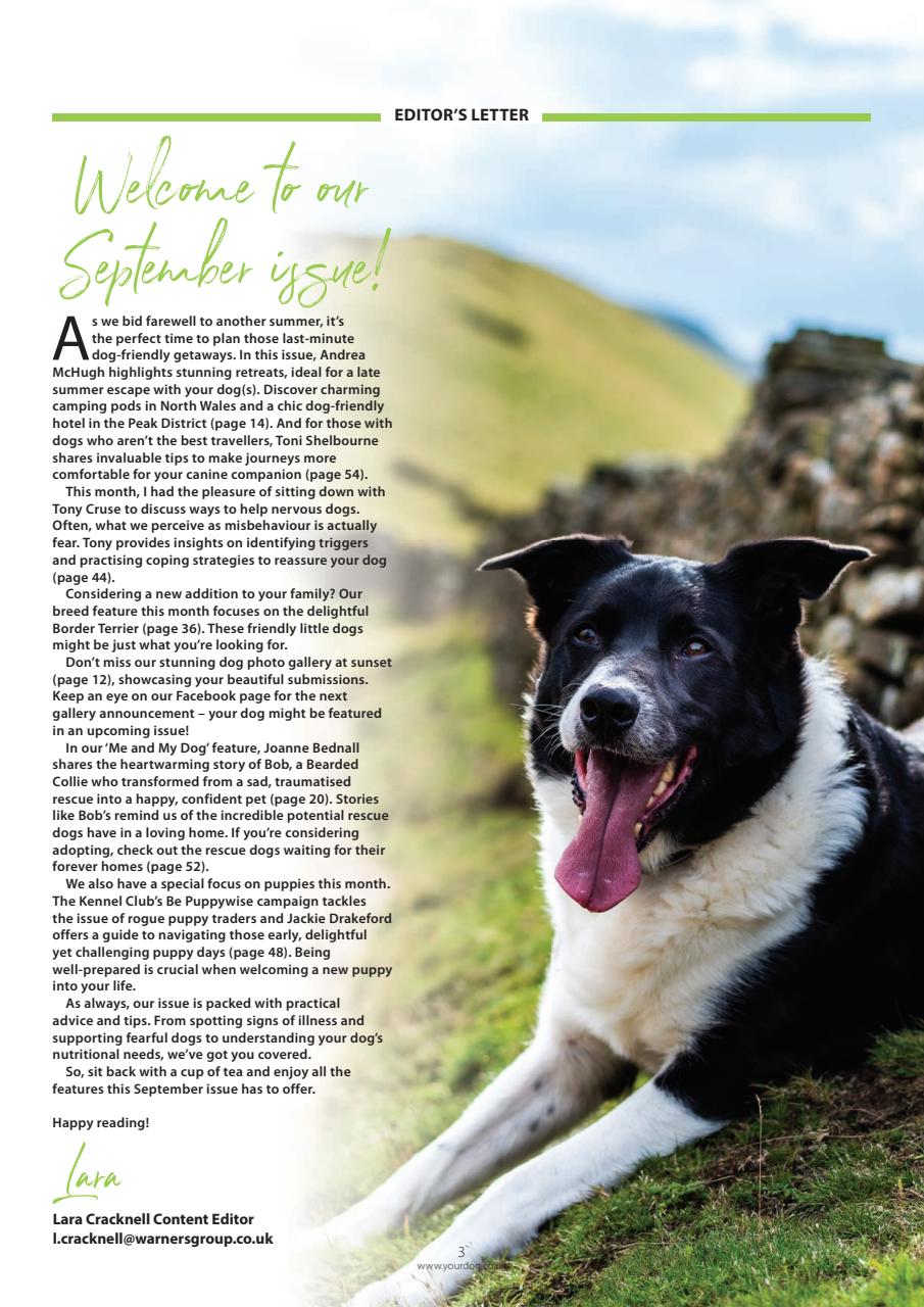 Your Dog Preview Pages