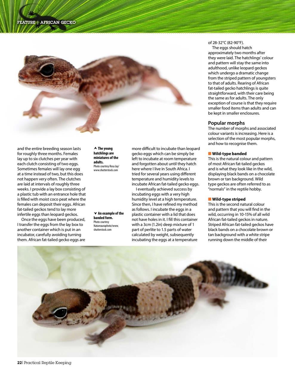 Practical Reptile Keeping Preview Pages