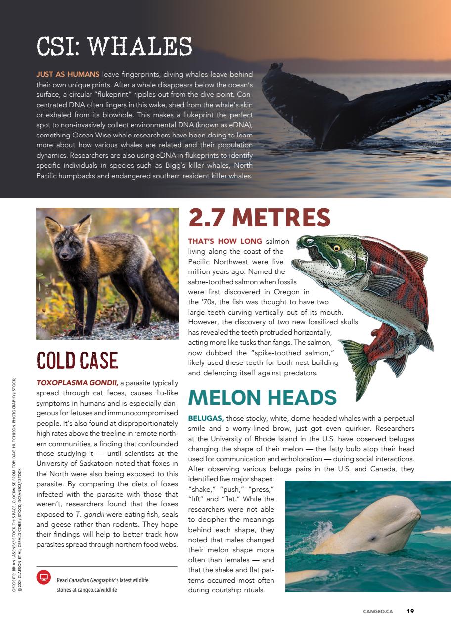 Canadian Geographic Preview Pages