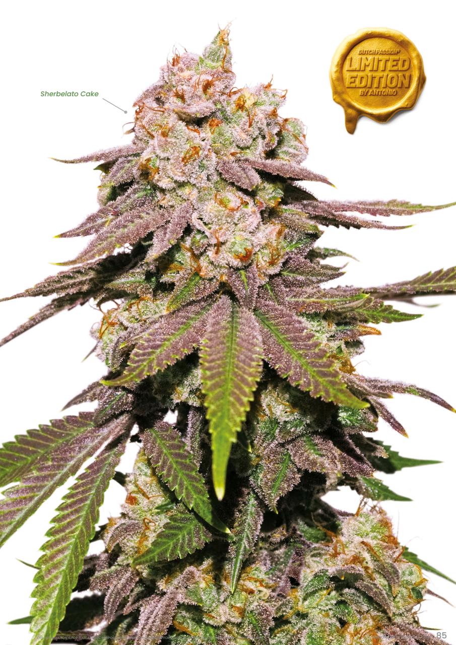 Weed World Preview Pages