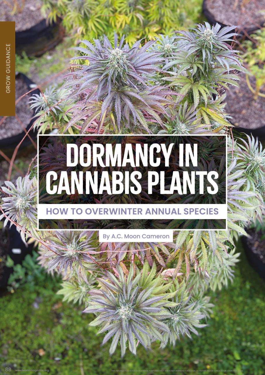 Weed World Preview Pages