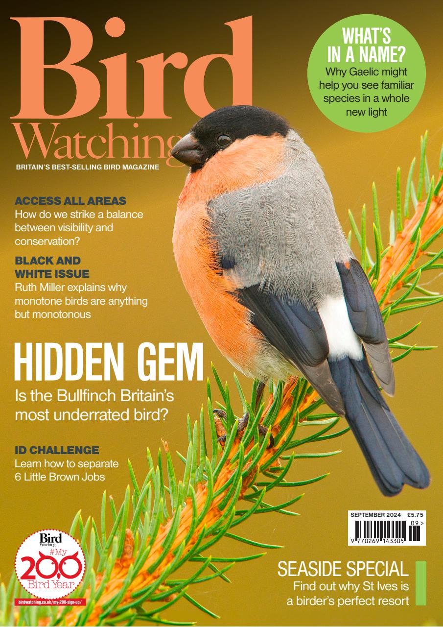 Bird Watching Preview Pages