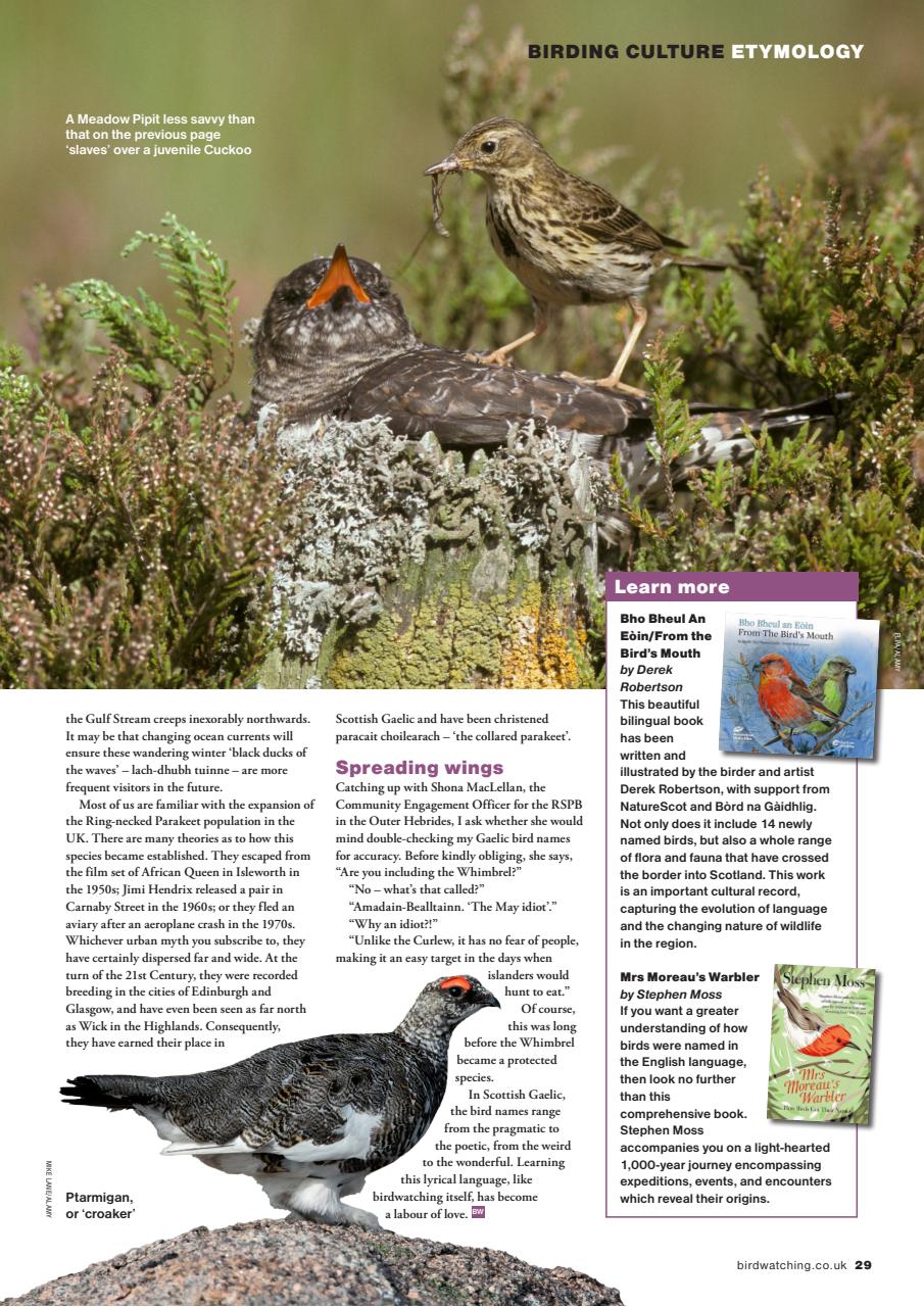Bird Watching Preview Pages