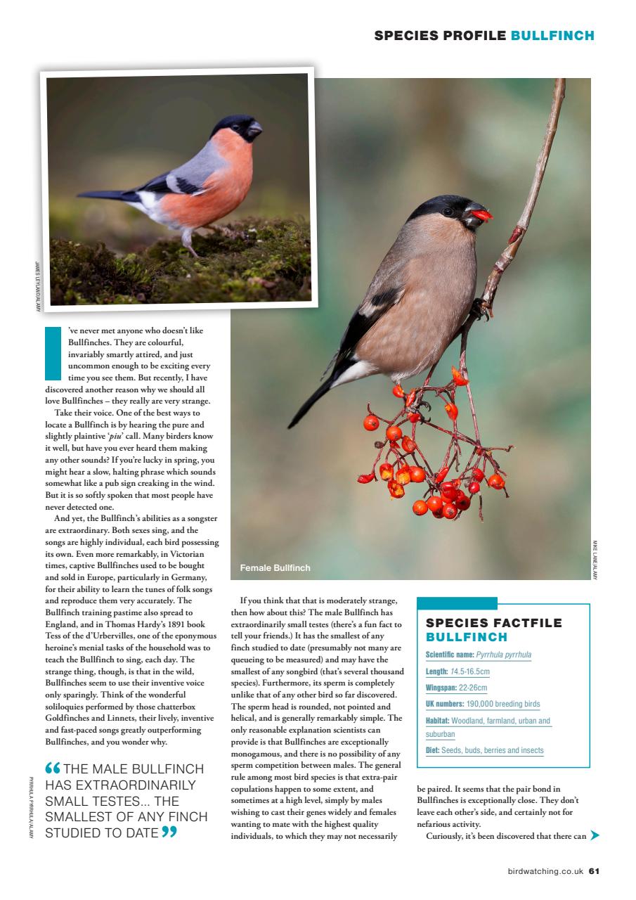 Bird Watching Preview Pages