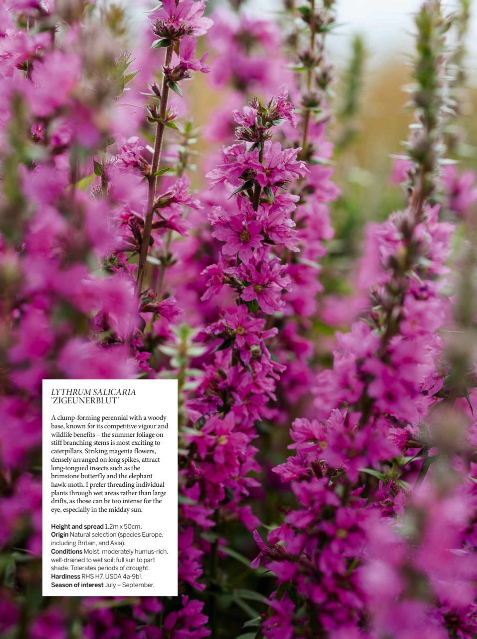 Gardens Illustrated Preview Pages