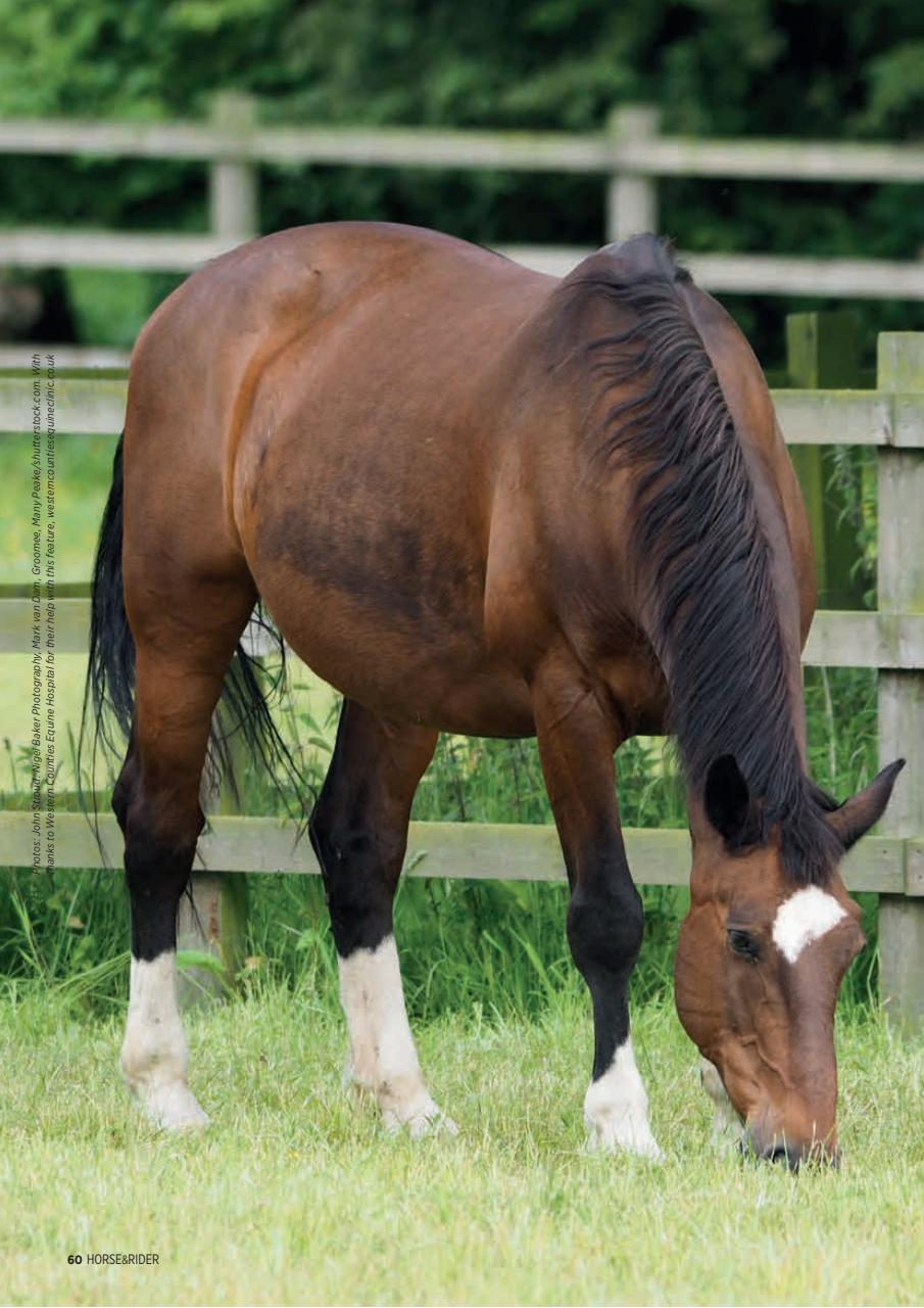 Horse&Rider Magazine - UK equestrian magazine for Horse and Rider Preview Pages