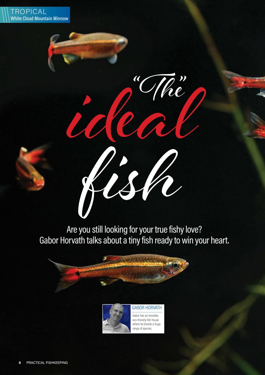 Practical Fishkeeping Preview Pages