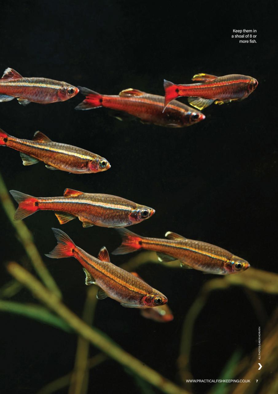 Practical Fishkeeping Preview Pages