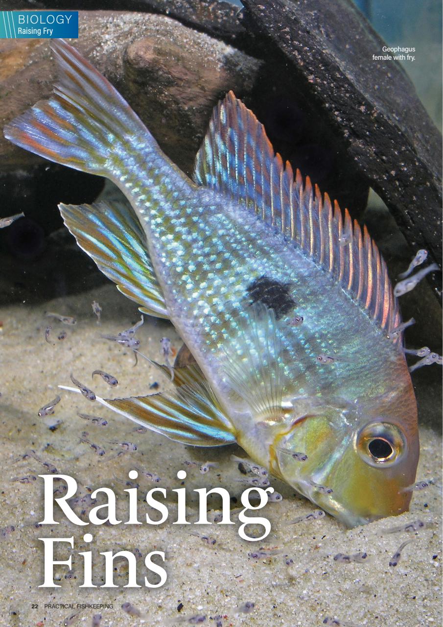 Practical Fishkeeping Preview Pages