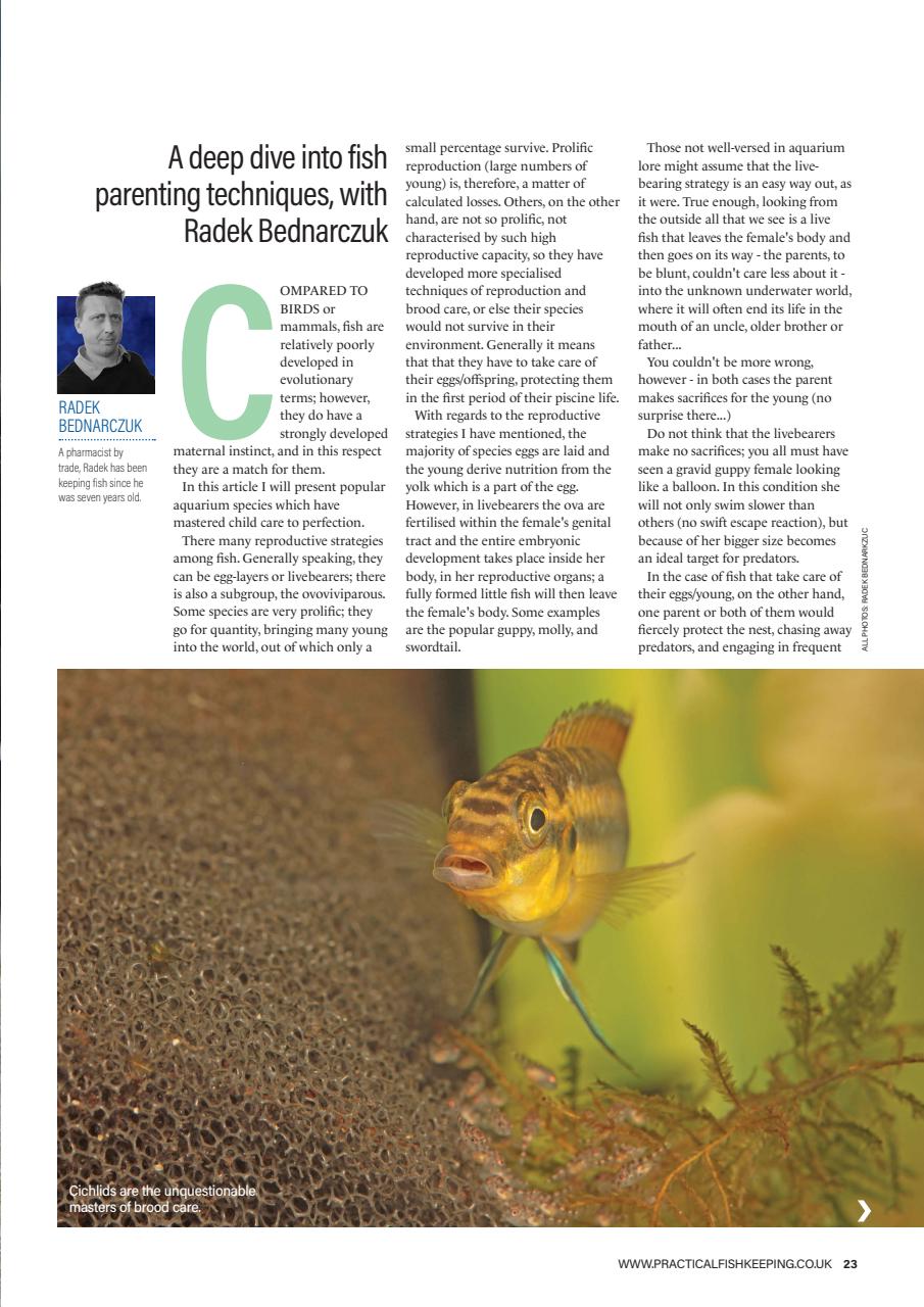 Practical Fishkeeping Preview Pages