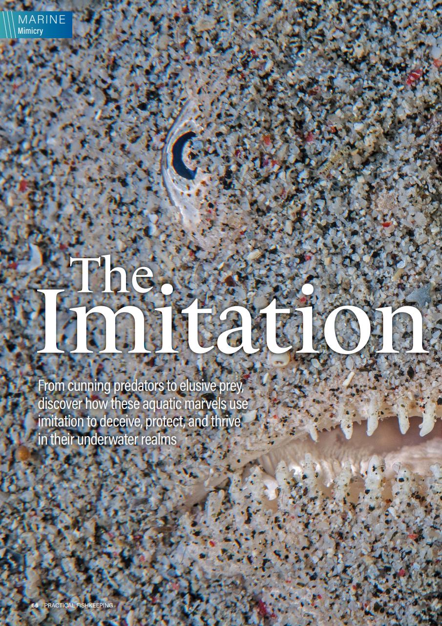 Practical Fishkeeping Preview Pages