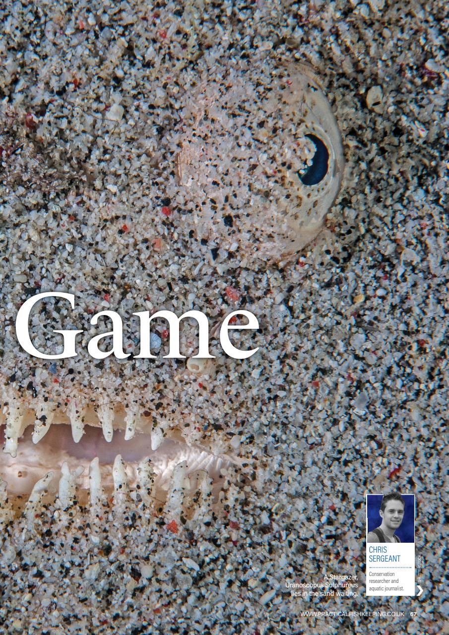 Practical Fishkeeping Preview Pages