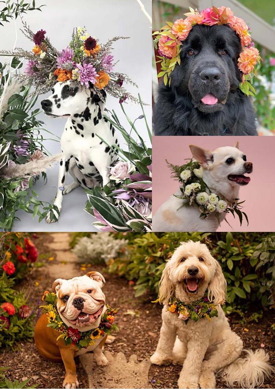 Flora International Preview Pages