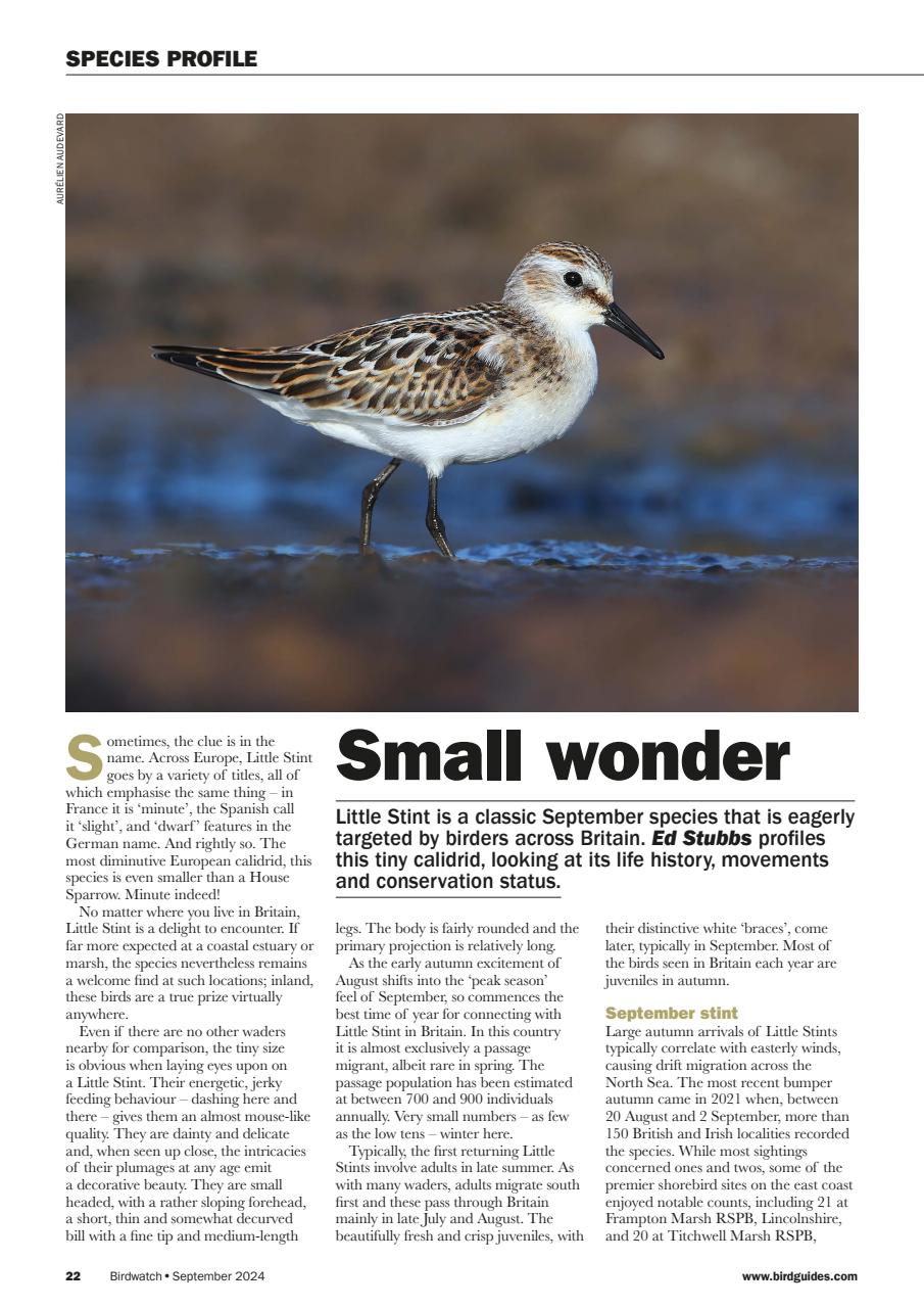 Birdwatch Magazine Preview Pages