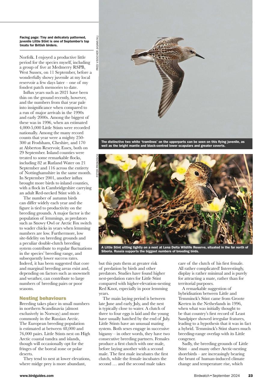 Birdwatch Magazine Preview Pages