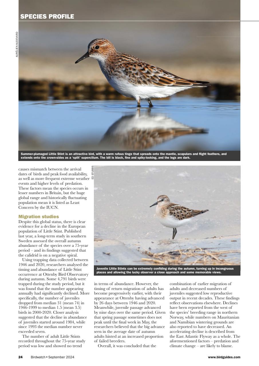Birdwatch Magazine Preview Pages