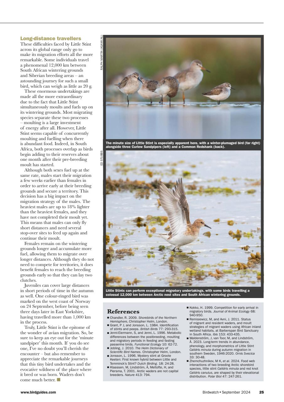 Birdwatch Magazine Preview Pages