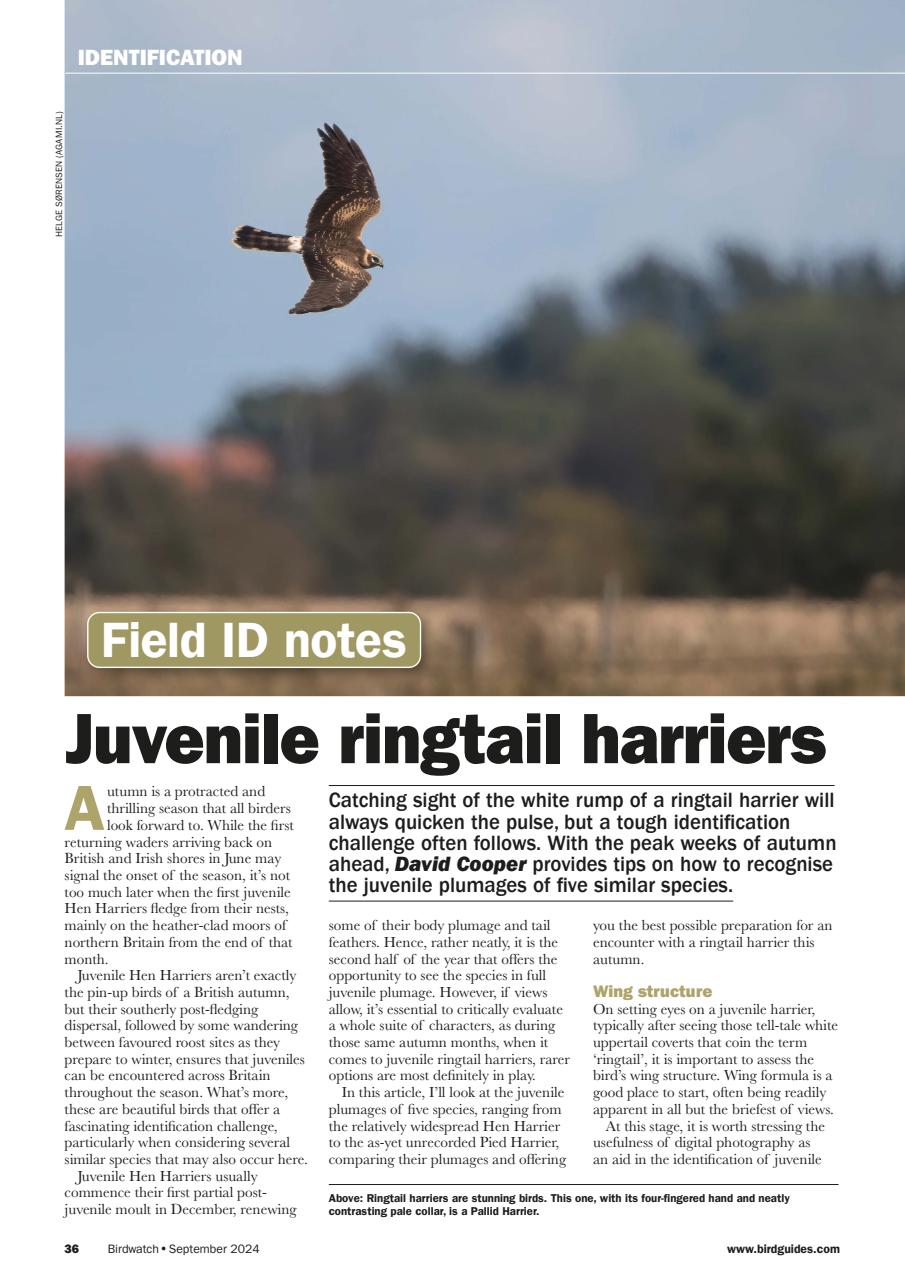 Birdwatch Magazine Preview Pages