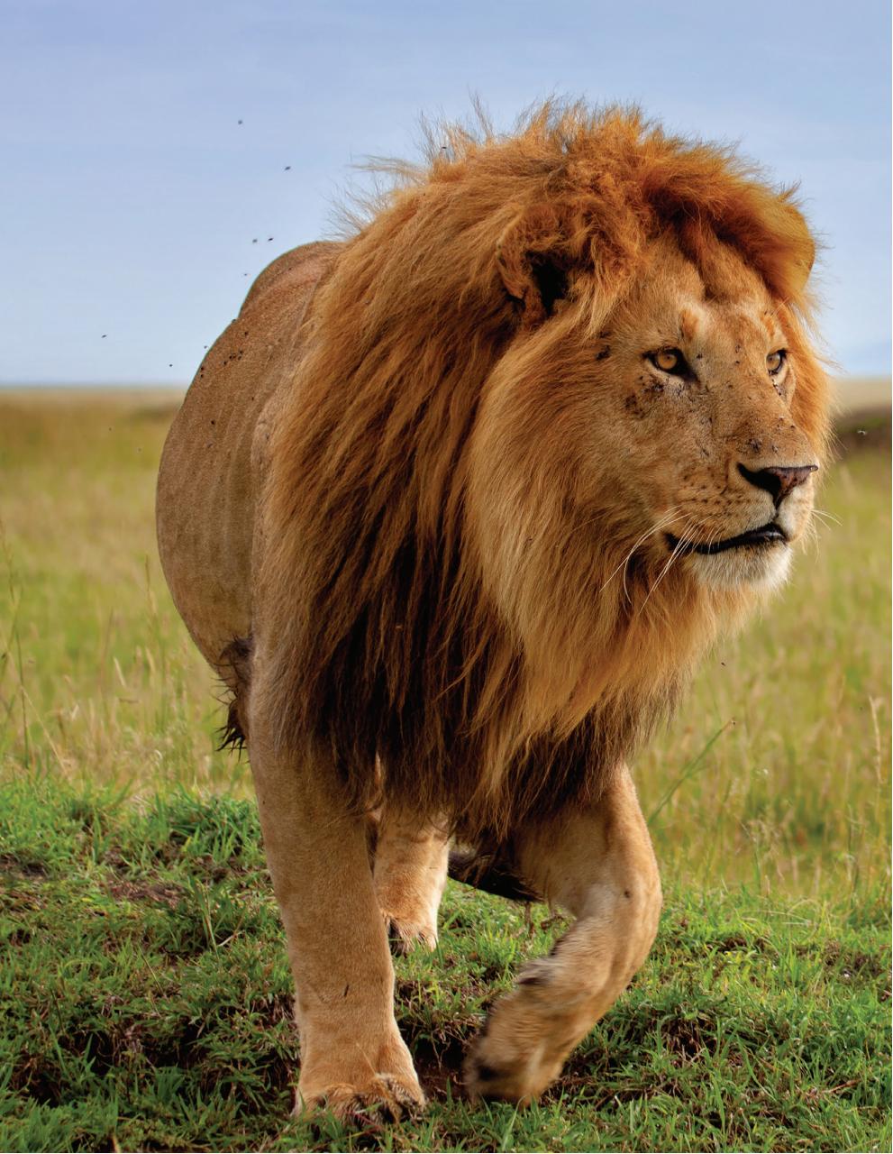 Signature Luxury Travel & Style Preview Pages