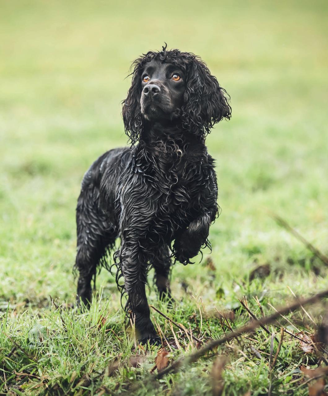 Gundog Journal Preview Pages