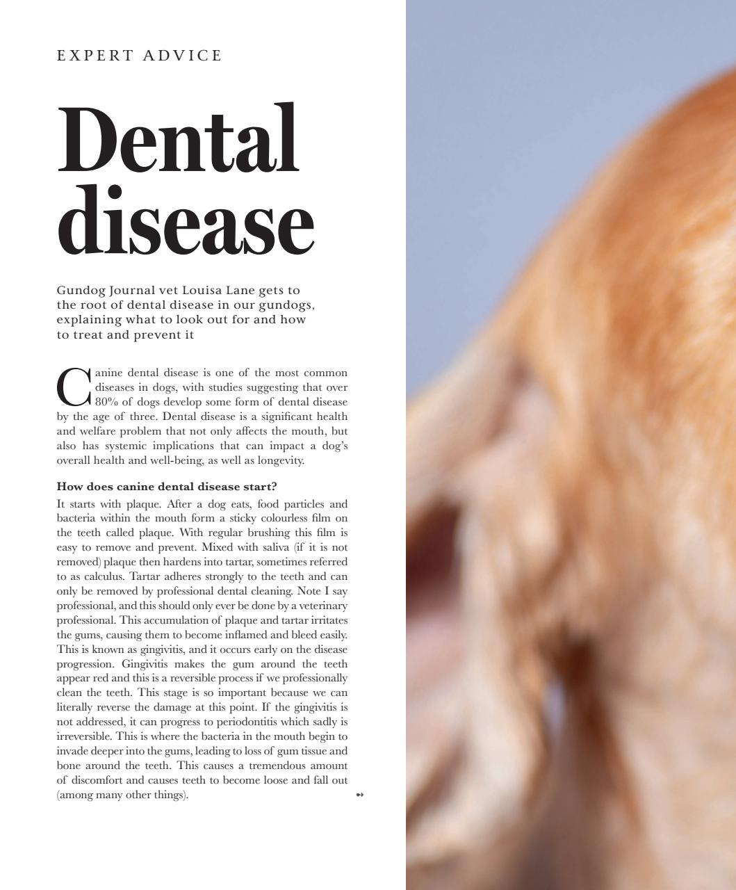 Gundog Journal Preview Pages