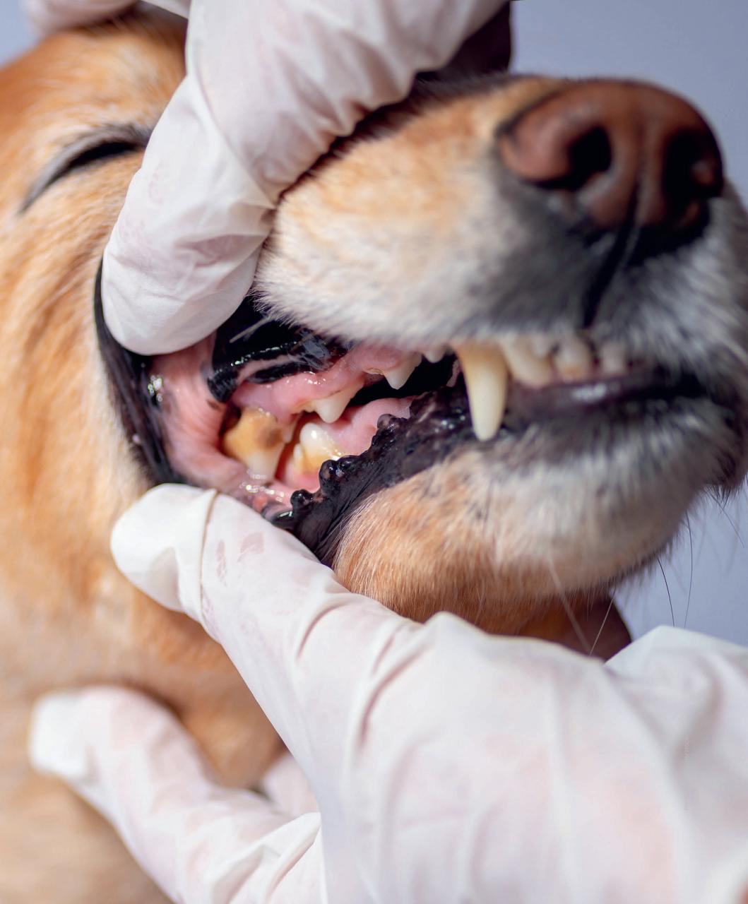 Gundog Journal Preview Pages