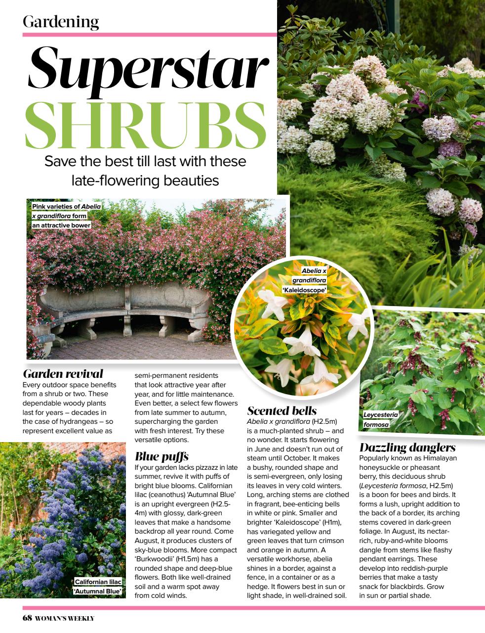 Woman's Weekly Preview Pages