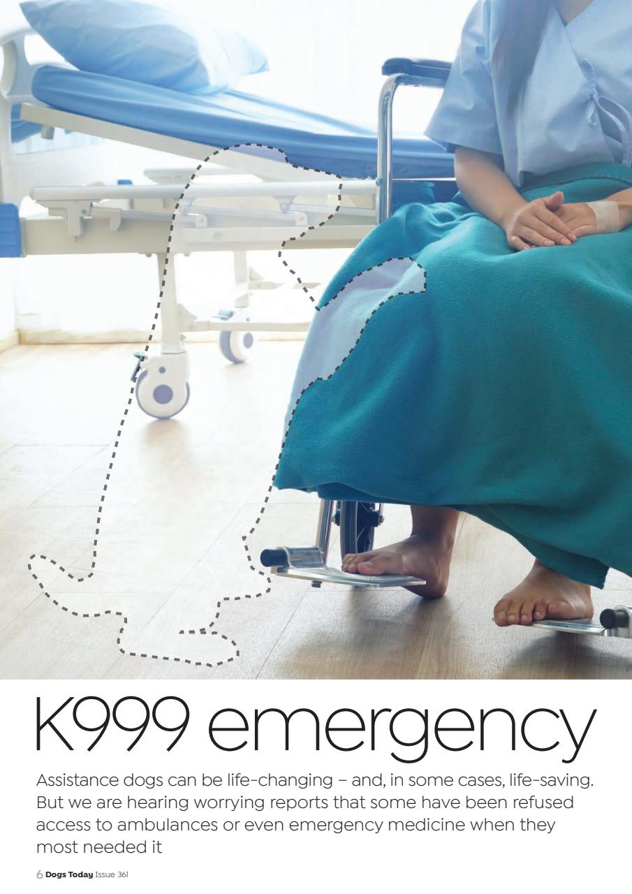 Dogs Today Magazine Preview Pages