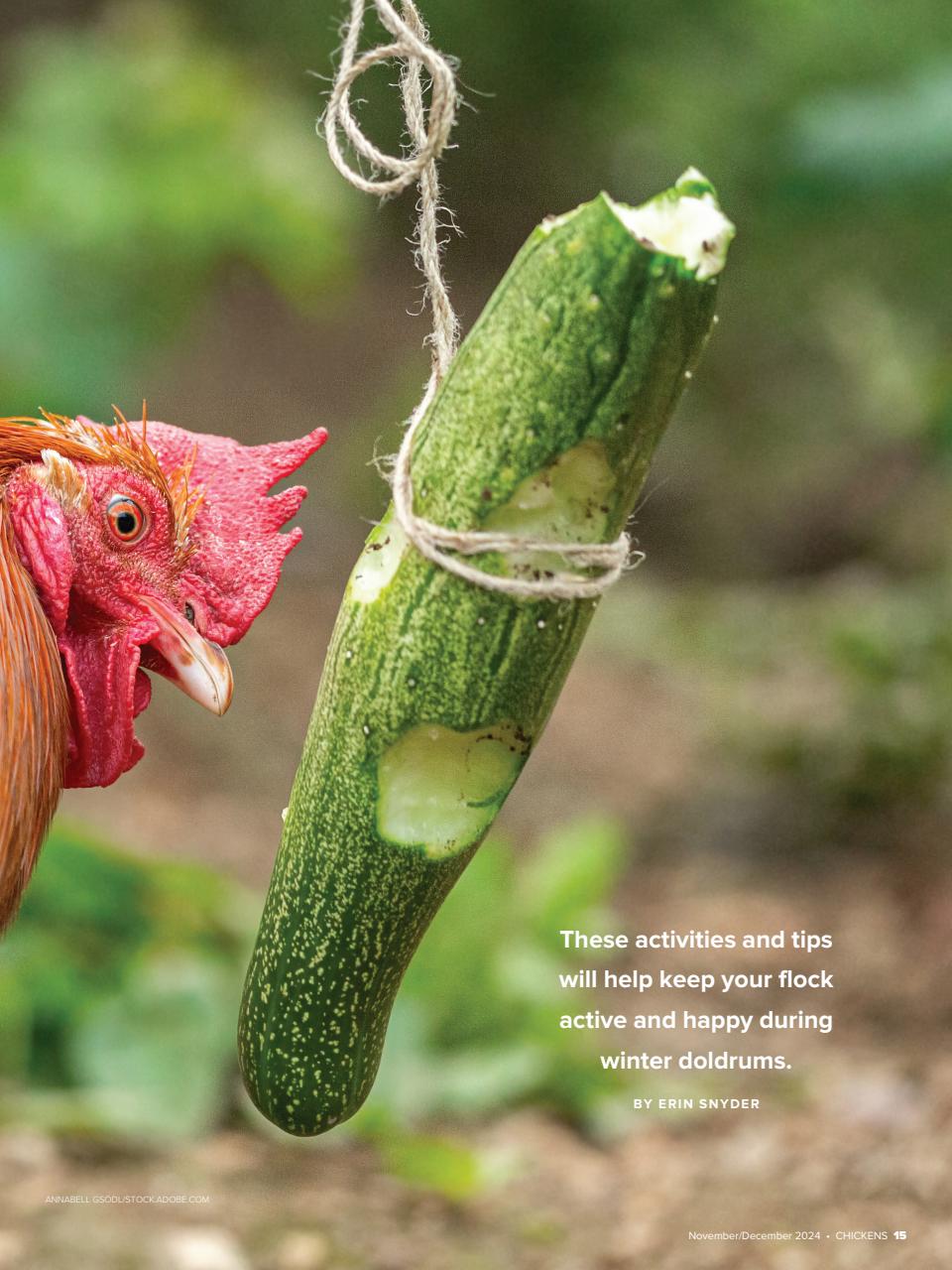 Chickens Magazine Preview Pages