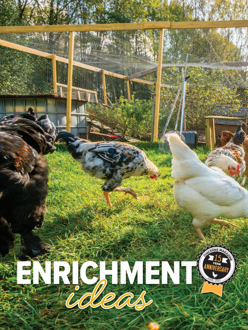 Chickens Magazine Preview Pages