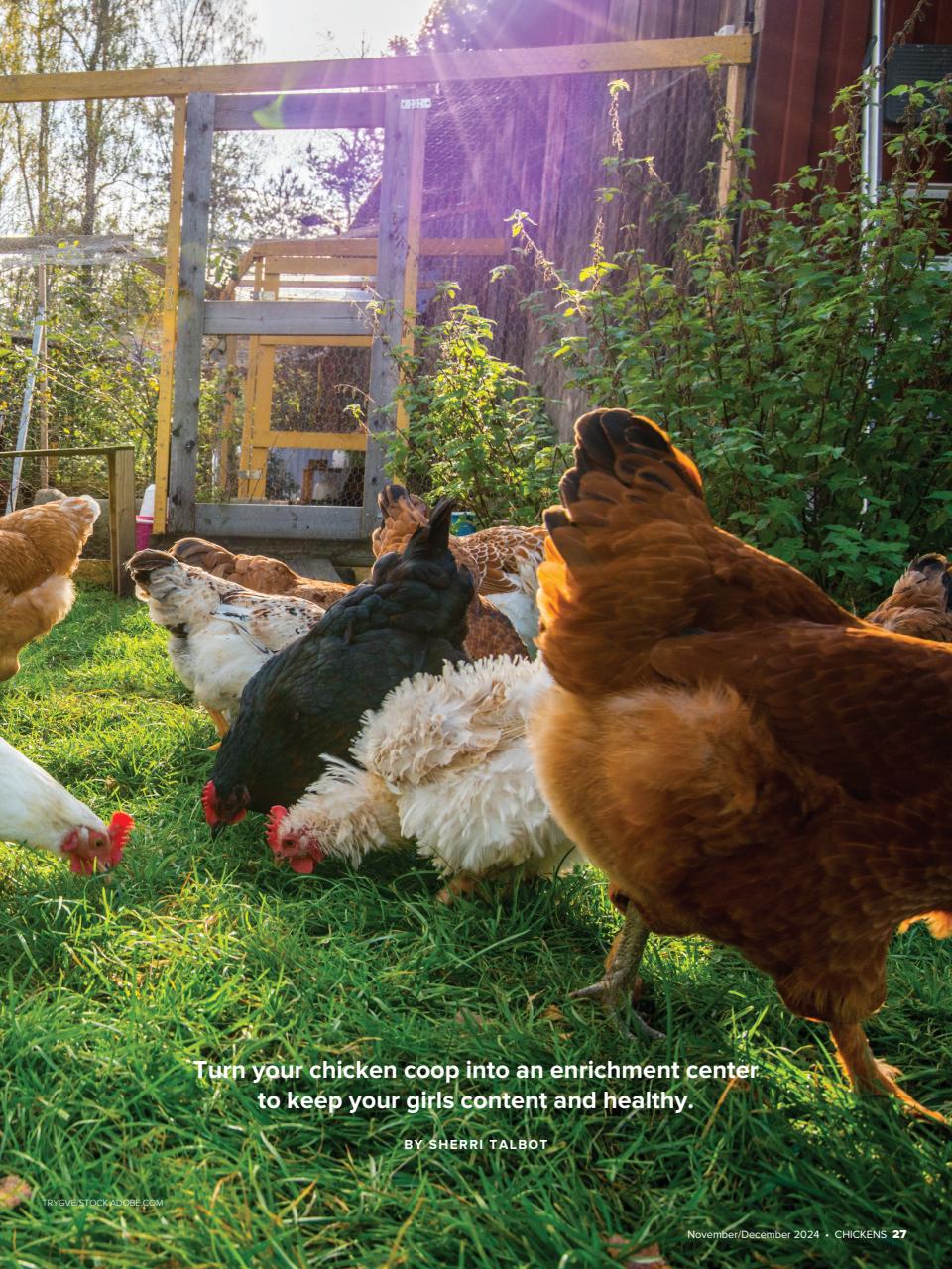 Chickens Magazine Preview Pages
