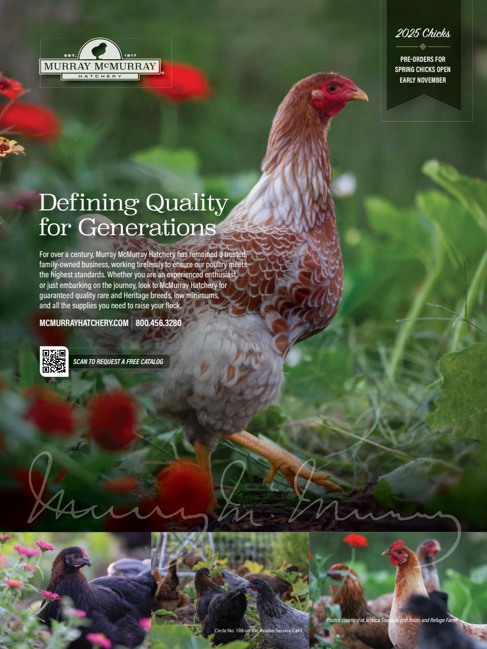 Chickens Magazine Preview Pages